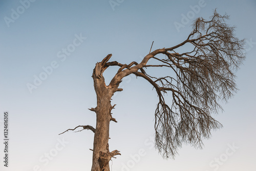 Photos Dry tree stands alone against a pale blue sky, creating a dramatic silhouette