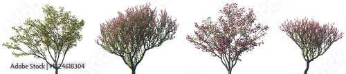 Set of Magnolia liliiflora and Prunus persica (The peach) blossoming frontal street trees isolated png on a transparent background perfectly cutout
