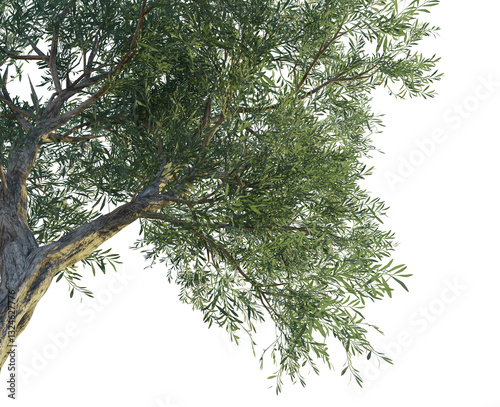 Olea europaea tree corner 4k png cutout transparent background isolate