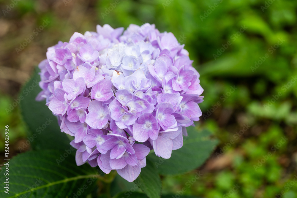 Close-up macro of purple hydrangea petals with raindrops and dew Close-up macro of purple hydrangea petals with raindrops and dew