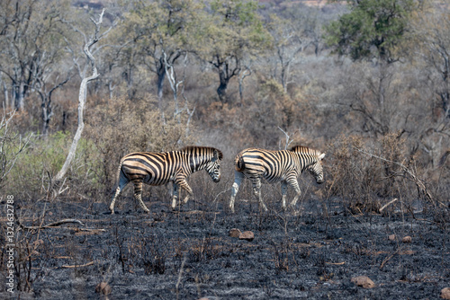 Two wild Zebras walking through fire burned area in Kruger National Park in South Africa RSA