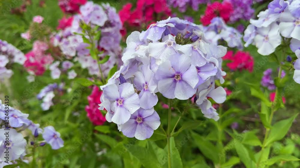 Blooming phlox flowers in a summer garden. Delicate lilac and pink petals create a vibrant display, attracting pollinators. These hardy perennials are popular in landscaping and cottage gardens Blooming phlox flowers in a summer garden. Delicate lilac and pink petals create a vibrant display, attracting pollinators. These hardy perennials are popular in landscaping and cottage gardens