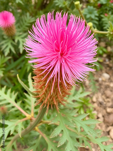 Bottlebrush flower