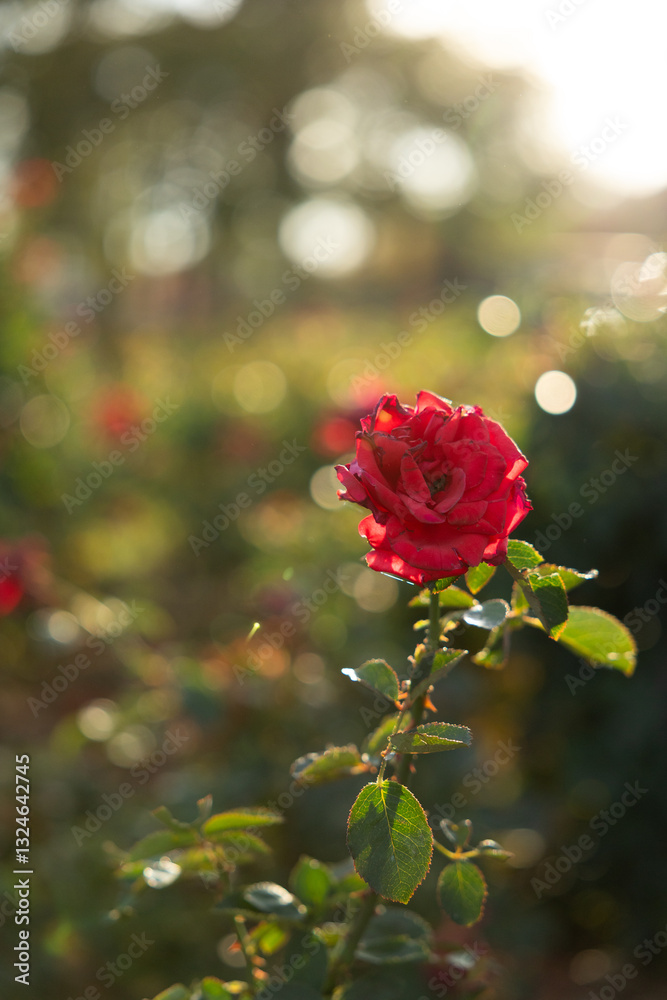 Obraz premium red rose with bokeh in garden in Kansas during sunset in summer
