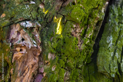 Detailed view of a textured tree bark covered with moss and lichen