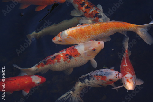 Kois im Karpfenteich