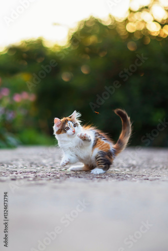 cute fluffy kitten catches a flying ladybug with its paw in a sunny summer ga...