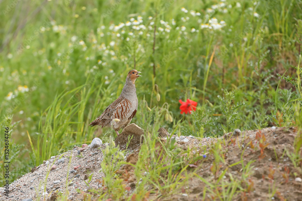 Kuropatwa (Perdix perdix), partridge