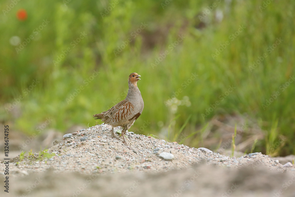 Kuropatwa (Perdix perdix), partridge