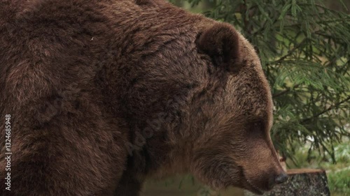 Close up of a brown bear nibbling on treats
