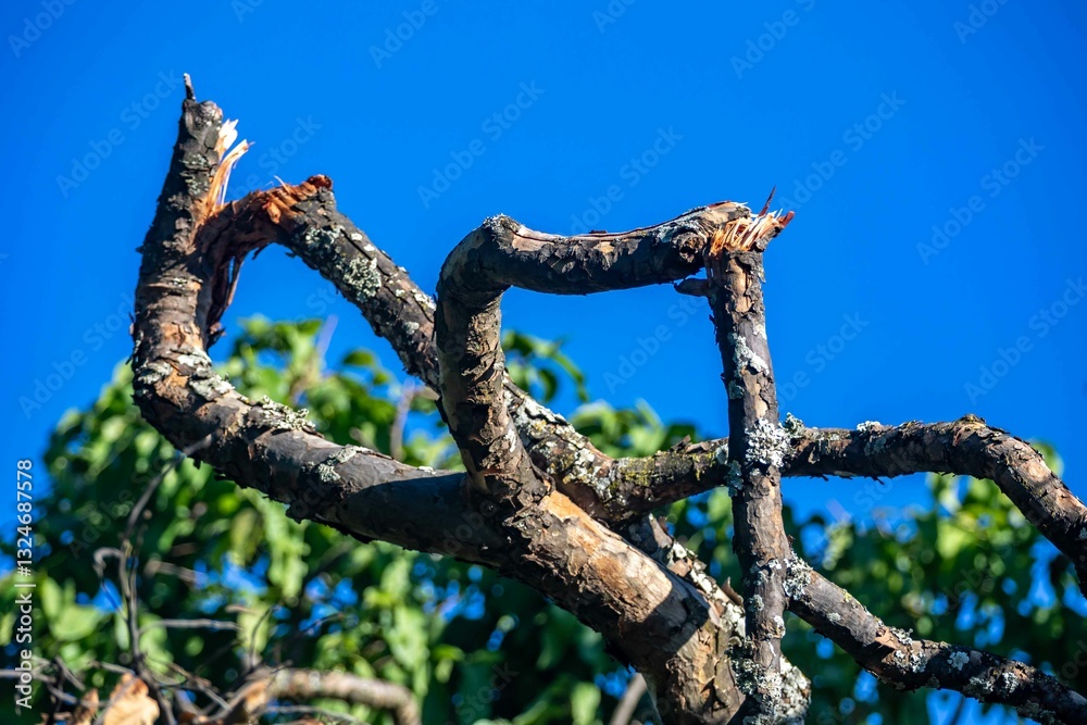 Background with broken tropical tree branch on
blue sky Background with broken tropical tree branch on
blue sky