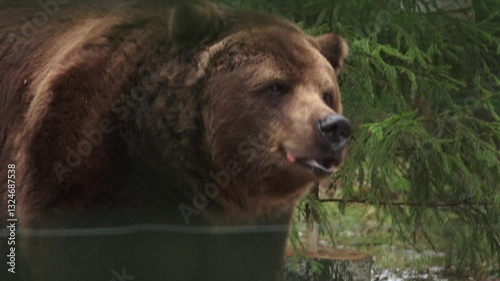 Close up of a brown bear nibbling on treats