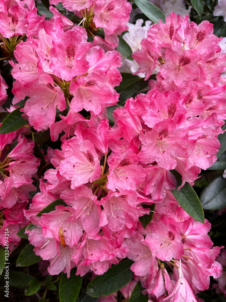 Close-up of beautiful pink Rhododendron flowers. Bright spring flower in full bloom. Edinburgh, Scotland, UK. Close-up of beautiful pink Rhododendron flowers. Bright spring flower in full bloom. Edinburgh, Scotland, UK.