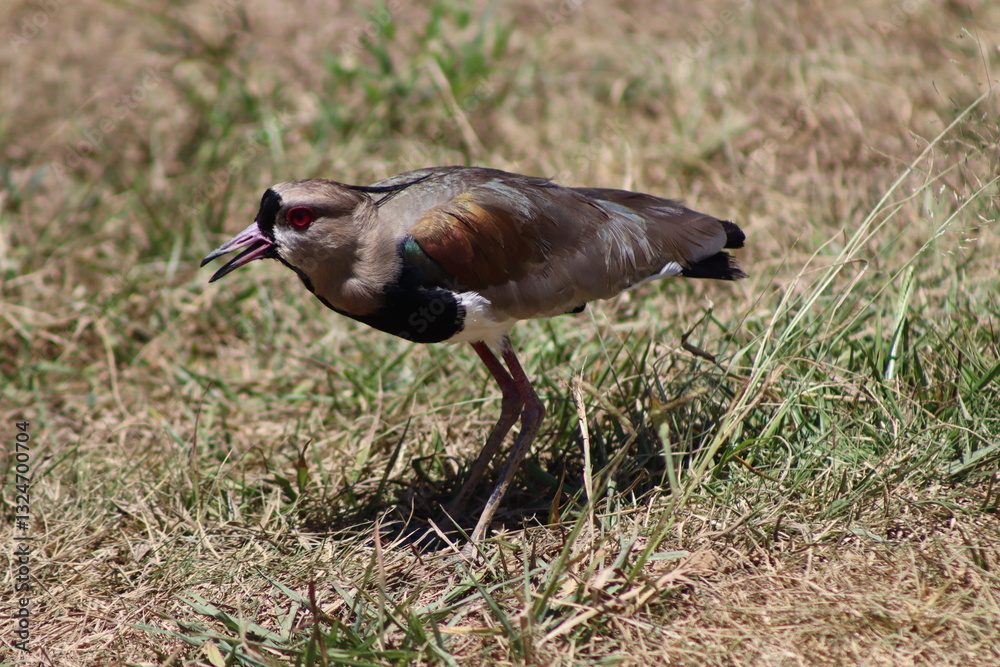 Fototapeta premium Southern Lapwing