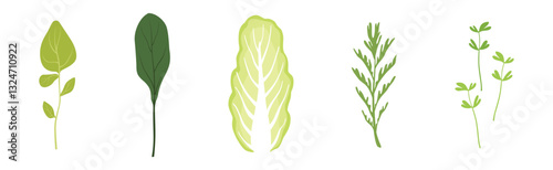 Leaf Green Vegetable for Fresh Salad Vector Set