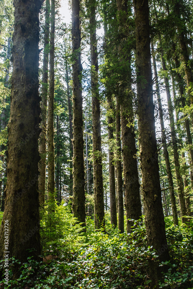 Obraz premium Portland forest