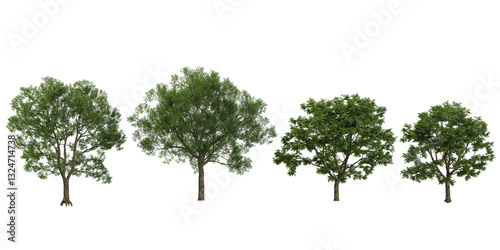 3d illustration of Cyclobalanopsis,Juglans trees on transparent background