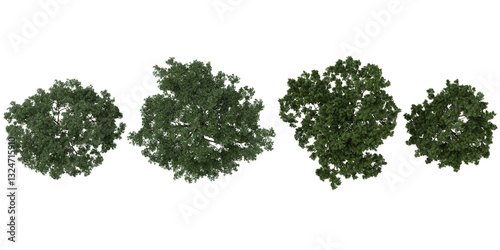 3d illustration of Cyclobalanopsis,Juglans trees on transparent background rom hte top view