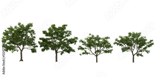 3d illustration of koelreuteria trees on transparent background