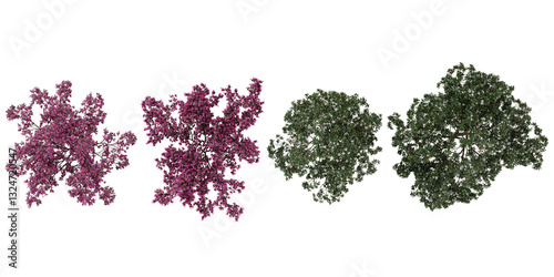 Collection of Loropetalum,Magnolia plants on transparent background from the top view