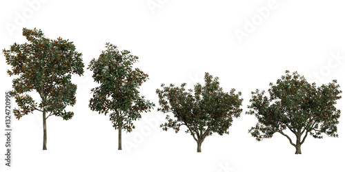 Collection of Magnolia plants on transparent background