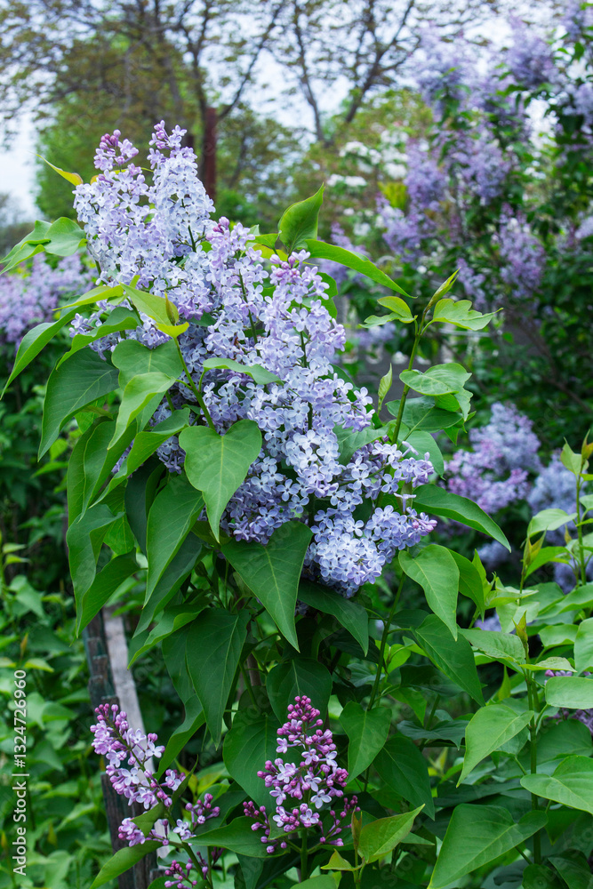 Branches of blooming lilacs in a spring park, selective focus.