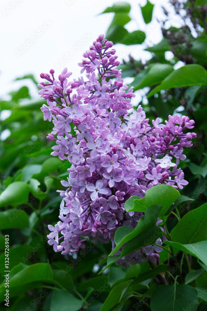 Branches of blooming lilacs in a spring park, selective focus.