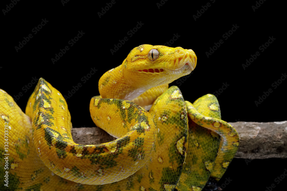 Green tree python on a branch with black background,Morelia viridis