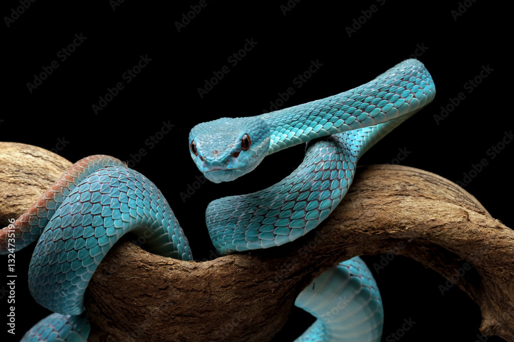 high venomous snake, blue viper snake closeup on branch, blue insularis,Trimeresurus Insularis