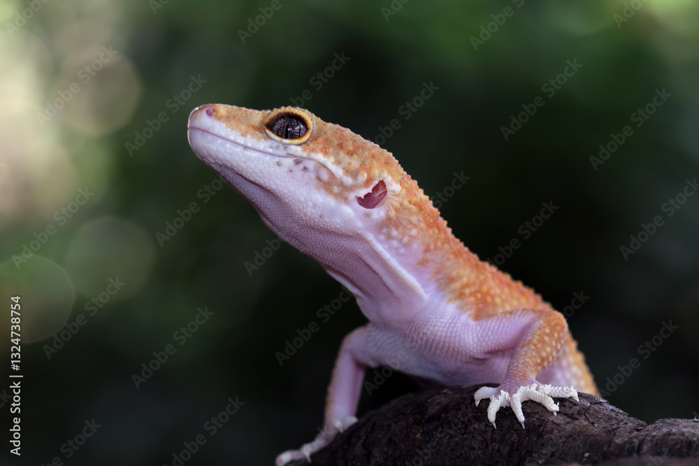 Close-up of leopard gecko lizard, fat-tailed gecko sitting on wood, Eublepharis macularius