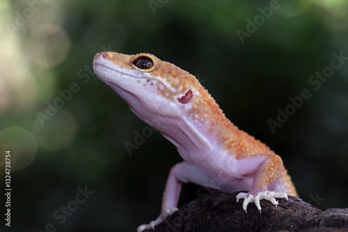 Obraz na płótnie Close-up of leopard gecko lizard, fat-tailed gecko sitting on wood, Eublepharis macularius w salonie