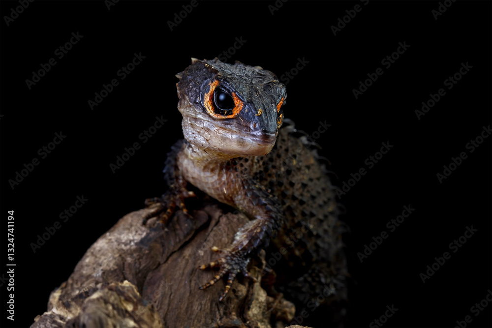 Red-eye crocodile skink isolated on white, Tribolonotus gracilis