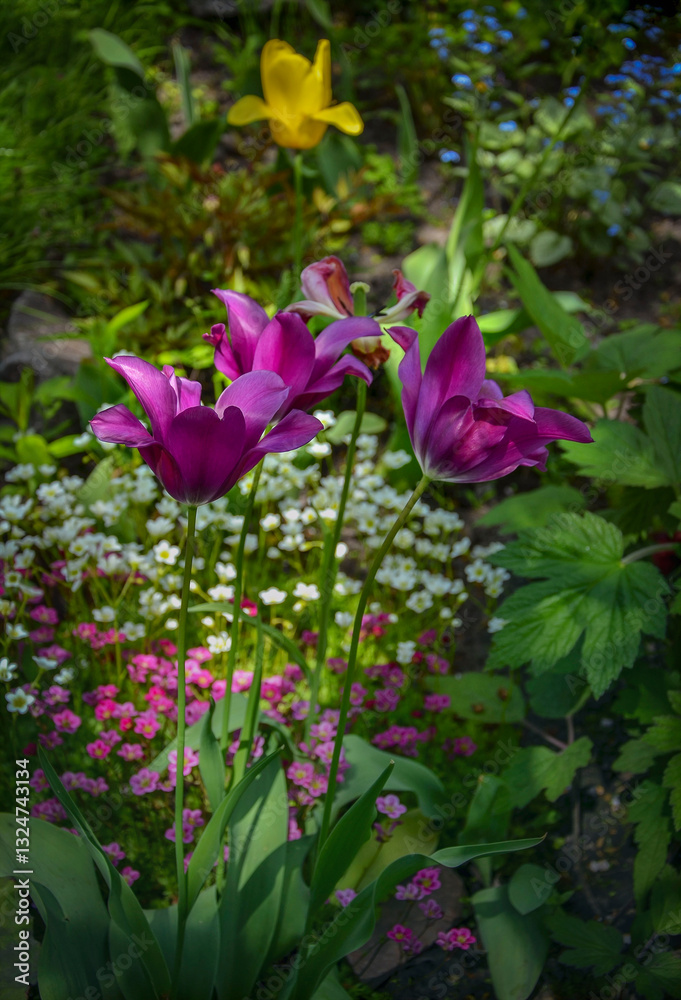 Purple tulips against the background of other flowers blooming in the garden. Purple tulips against the background of other flowers blooming in the garden.