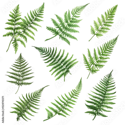 A collection of lush green fern fronds vibrant and full of life