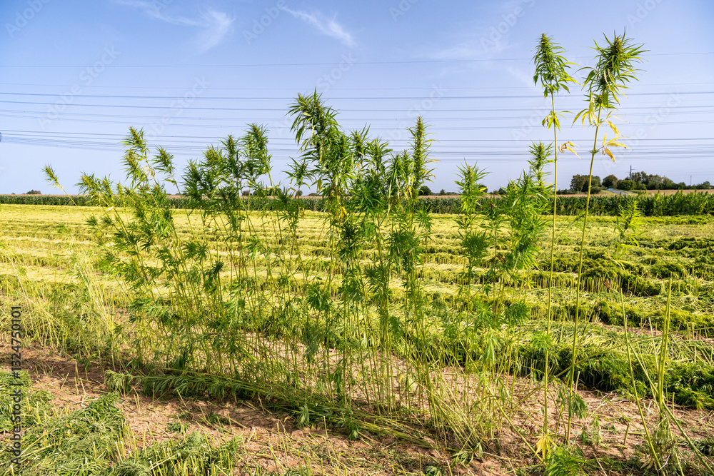 Fototapeta premium Arrachage Fauchage de chanvre textile Bio en Seine-Maritime à l'aide dune faucheuse automotrice Hyler Sativa 200