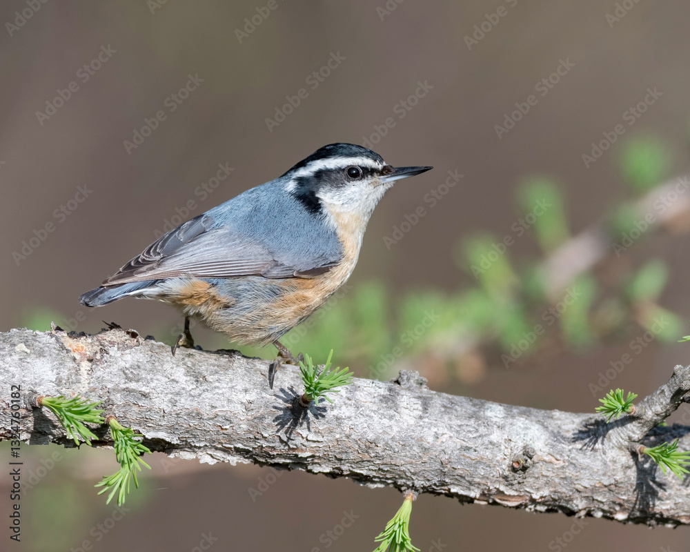Naklejka premium Red-breasted Nuthatch, (Sitta canadensis), is a small songbird