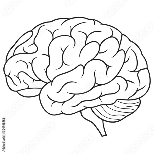 Brain Anatomy Diagram - Detailed Line Drawing of Human Brain