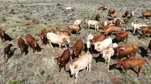 Afrikaner Cows In South Africa 