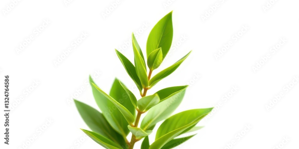 Naklejka premium Single vibrant green plant, isolated on pure white background, graphic, macro