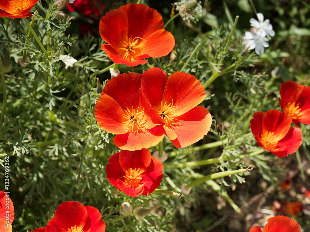 (Eschscholzia californica) California poppies or California sunlight flowers with reddish crinkled petals adorned of yellow stamens above green foliage fern-like
(Eschscholzia californica) California poppies or California sunlight flowers with reddish crinkled petals adorned of yellow stamens above green foliage fern-like