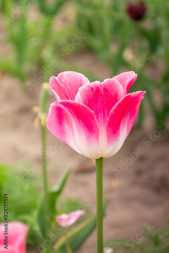 Wallpaper Mural Beautiful pink Lily-shaped tulips clous up Torontodigital.ca