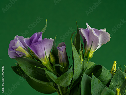 Eustoma russellianum grandiflorum 'Bolero Deep Blue', a blue and white flowering plant