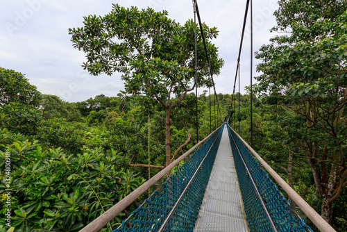 TreeTop Walk with suspension bridge and rainforest panorama in MacRitchie Reservoir in Central Catchment Nature Reserve, Singapore