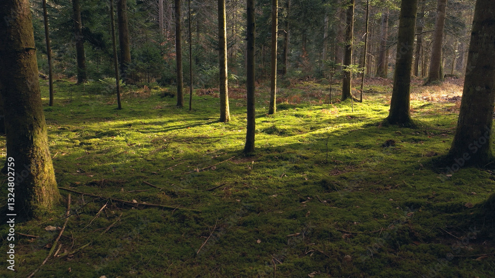 Beautiful calm sunny mossy forest tree landscape. Beautiful calm sunny mossy forest tree landscape.
