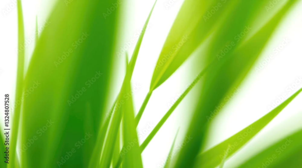 nature background with vibrant green grass in soft focus