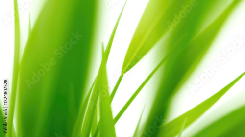 Obraz na płótnie nature background with vibrant green grass in soft focus w salonie