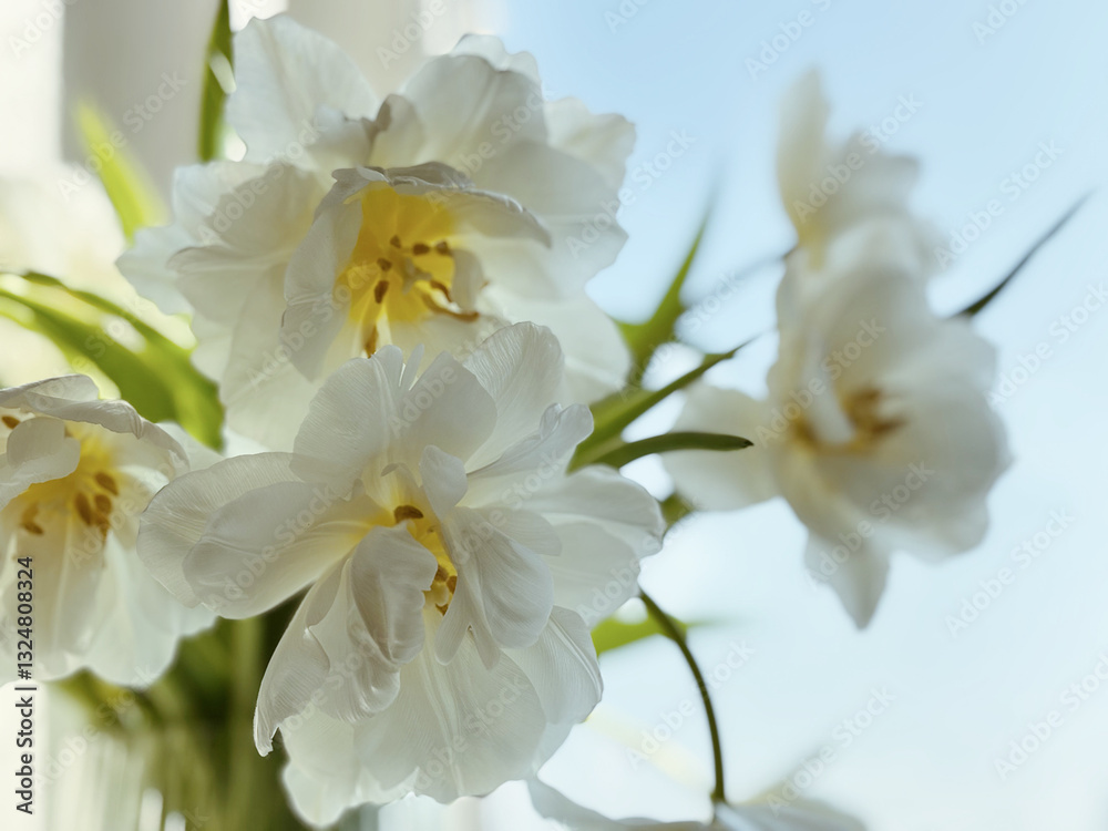 Bouquet of white delicate tulips on a light background, top view, space for text. Greeting card, banner
Bouquet of white delicate tulips on a light background, top view, space for text. Greeting card, banner