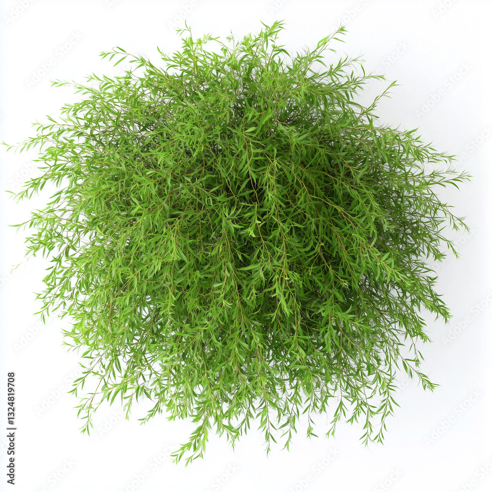 Willow top view, white background, photorealistic Willow plant
