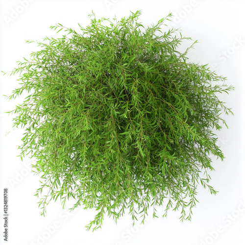 Obraz na płótnie Willow top view, white background, photorealistic Willow plant w salonie