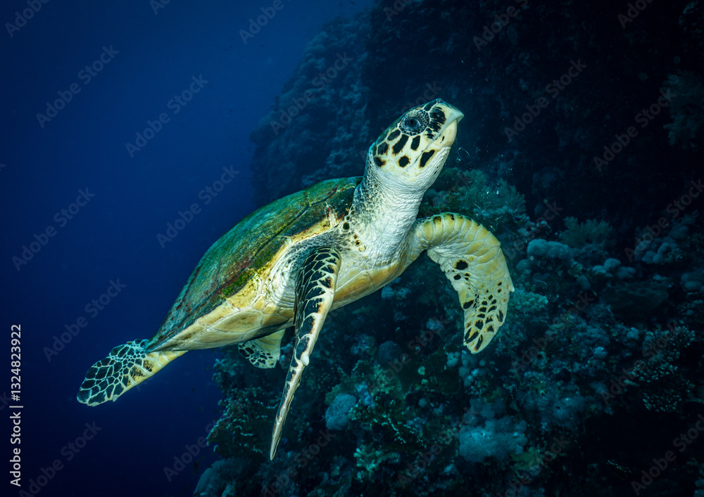 Fototapeta premium Sea turtle swimming close to the coral reef in Red Sea